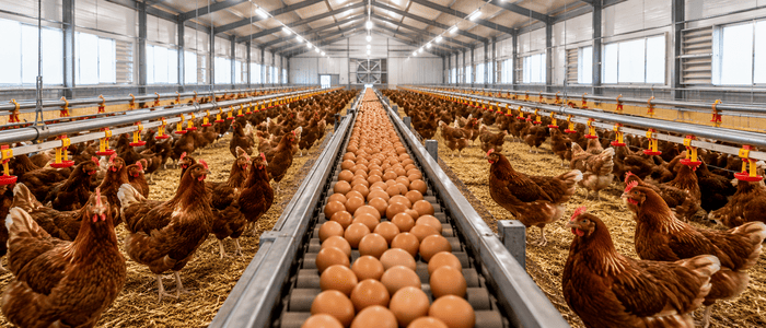 Biogas Plant at Egg Poultry Farm